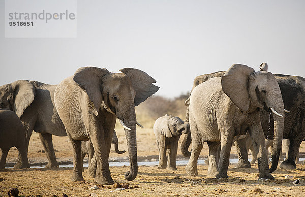 Afrikanische Elefanten (Loxodonta africana)  an einer Wasserstelle  Etosha-Nationalpark  Namibia  Afrika