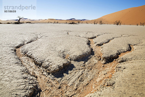 Ausgetrocknete Erde und abgestorbene Bäume  Deadvlei  Sossusvlei  Namibia  Afrika