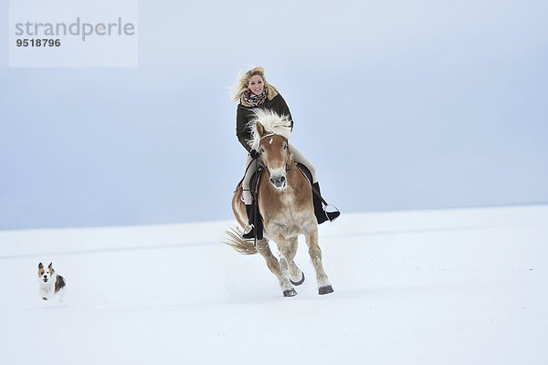 Junge Frau reitet auf einem Haflinger im Schnee