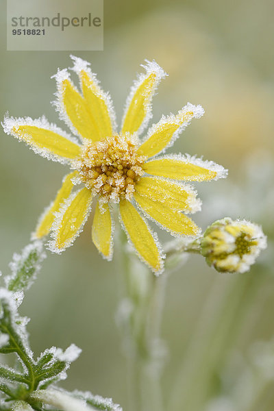 Nahaufnahme eines blühenden Jakobs-Greiskrauts im Winter