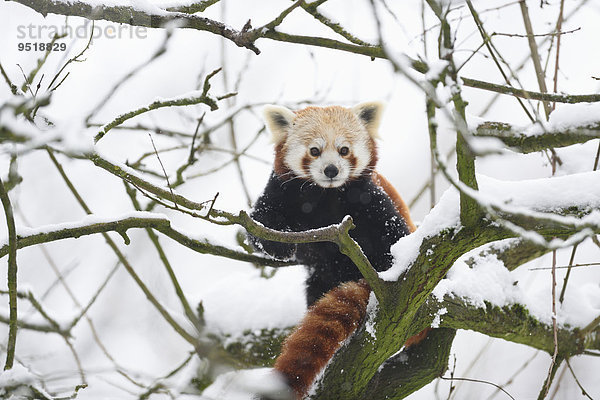 Kleiner Panda im Winter auf einem Baum