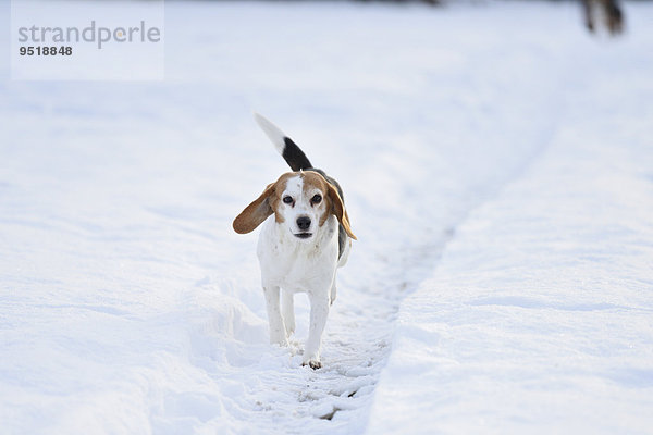 Beagle rennt im Schnee