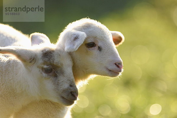 Nahaufnahme von zwei Schafslämmern auf einer Wiese