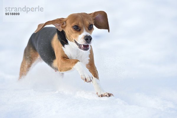 Beagle rennt im Schnee
