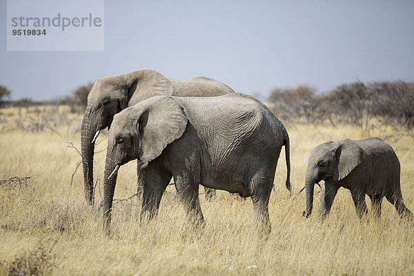 Afrikanische Elefanten (Loxodonta africana)  Elefantenherde geht durch trockene Graslandschaft  Etosha-Nationalpark  Namibia  Afrika