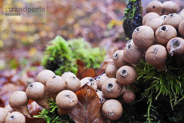 Kartoffelboviste  Scleroderma  Naturpark Spessart  Unterfranken  Bayern  Deutschland  Europa