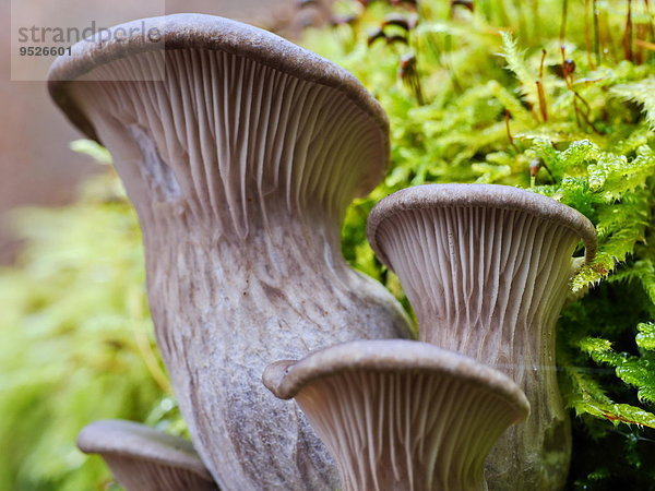 Seitling  Pleurotus  Naturpark Spessart  Unterfranken  Bayern  Deutschland  Europa