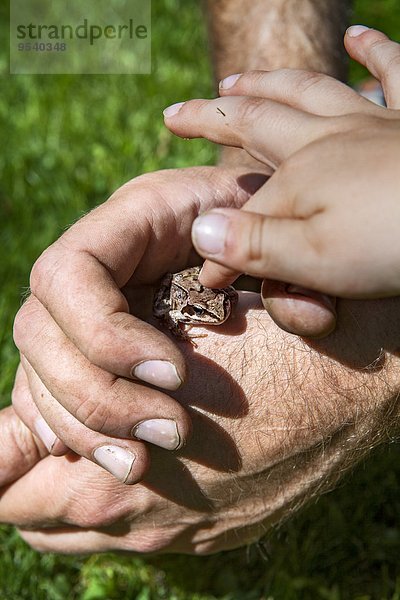 Kinderzimmer berühren Frosch