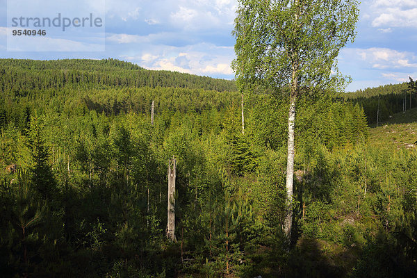 Tag Wald Sonnenlicht