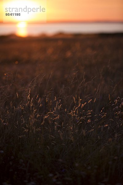Sonnenuntergang Wiese Gras