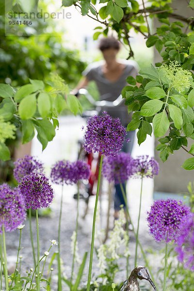 Purple flowers