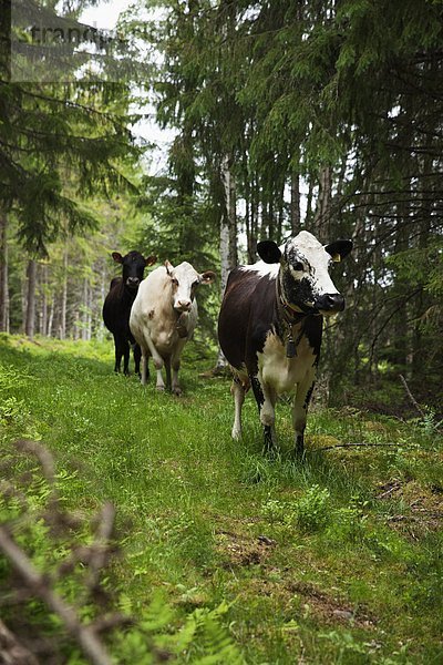 Hausrind Hausrinder Kuh gehen Wald