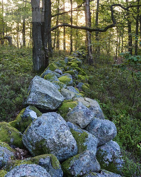 Steinmauer Wald Moos