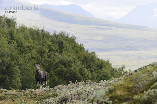 Elch Alces alces sehen Blick in die Kamera