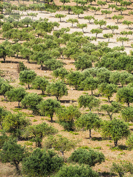 Italien  Sizilien  Olivenbaumplantage bei Purgatorio
