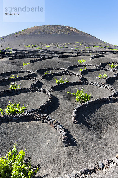 Spanien  Kanarische Inseln  Lanzarote  La Geria  Blick auf Weinanbaugebiet bei Vulkanlandschaft