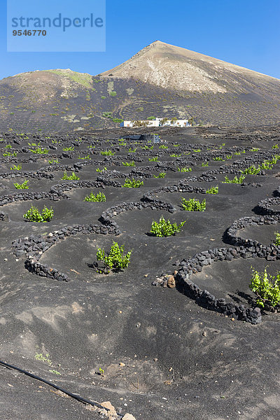 Spanien  Kanarische Inseln  Lanzarote  La Geria  Weinbau in vulkanischer Landschaft