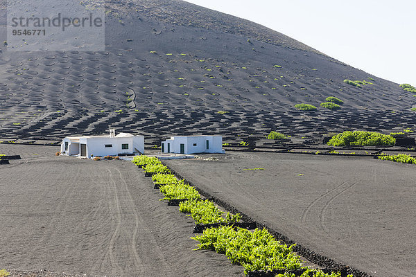 Spanien  Kanarische Inseln  Lanzarote  La Geria  Weinbau in vulkanischer Landschaft