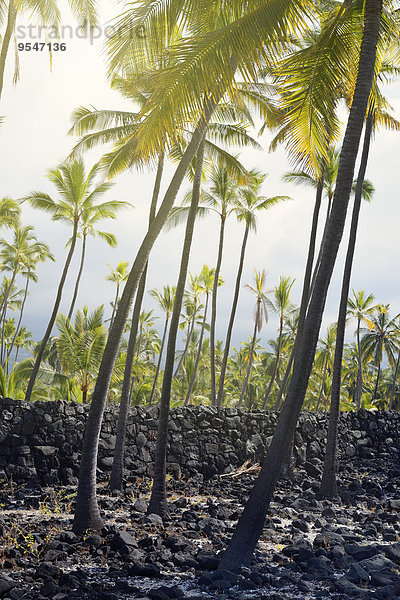 USA  Hawaii  Big Island  Honaunau-Napoopoo  Palmen und magmatische Felswand bei Puuhonua o Honaunau