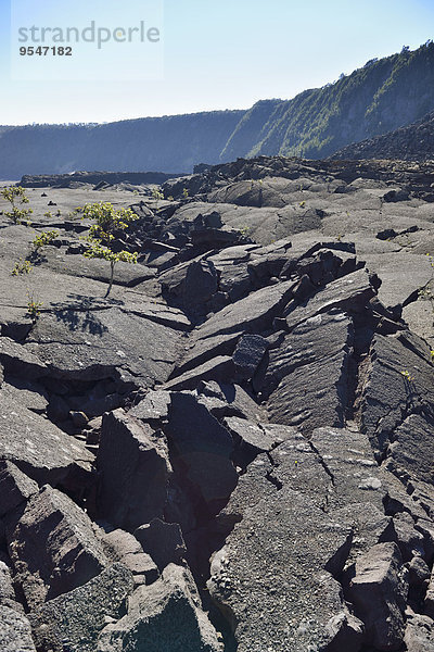 USA  Hawaii  Big Island  Vulkane Nationalpark  Büste Lavafelsen des Kilauea Iki Kraters