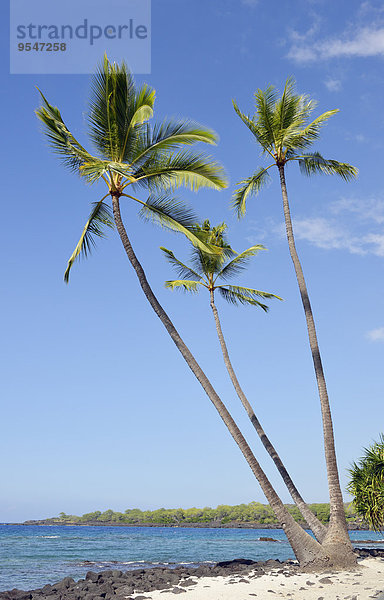 USA  Hawaii  Big Island  Honaunau-Napoopoo  drei Palmen  Arecaceae  am Strand