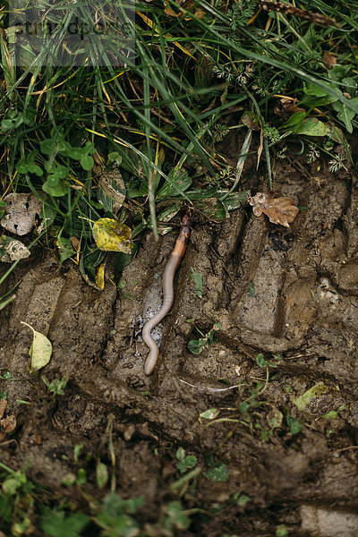 Regenwurm kriecht auf nassem Boden