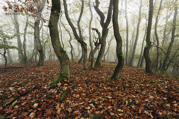 Deutschland  Rheinland-Pfalz  Boppard-Weiler  Herbstwald im Nebel