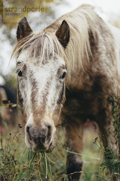 Porträt eines grasenden Ponys