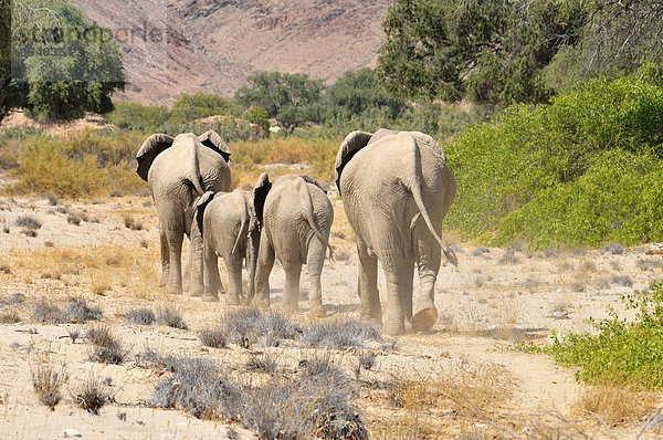 Afrika  Kunene  vier afrikanische Elefanten  Loxodonta africana  Wanderung durch den Hoanib River