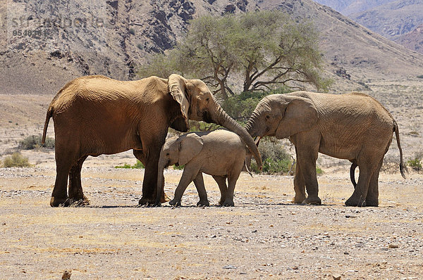 Afrika  Namibia  Kaokoland  Kuh  Kalb und Jungbulle afrikanischer Elefanten  Loxodonta africana  am Hoanib Fluss