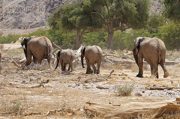 Afrika  Namibia  Kaokoland  Gruppe von vier afrikanischen Elefanten  Loxodonta africana  am Hoanib River