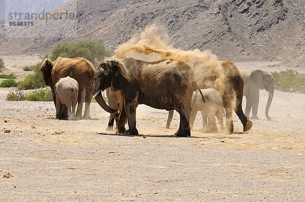 Afrika  Namibia  Kaokoland  Gruppe afrikanischer Elefanten  Loxodonta africana  am Hoanib River