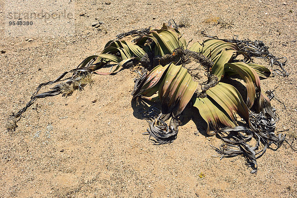 Namibia  Namib Wüste  Welwitschia mirabilis