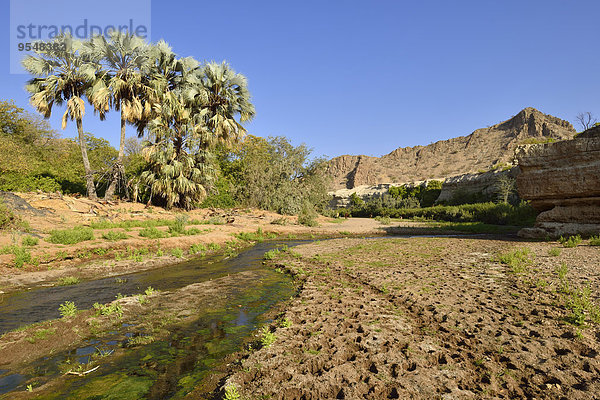 Afrika  Namibia  Kunene Provinz  Damaraland  Khowarib River Valley bei Warmquelle  Makalani Palmen  Borassus aethiopum
