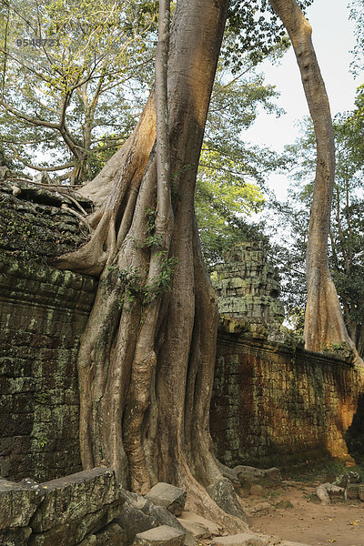 Kambodscha  Baumwuchsmauer im Ta Prohm Tempelkomplex