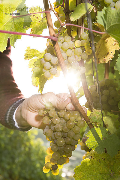Germany  Bavaria  Volkach  winegrower testing grapes