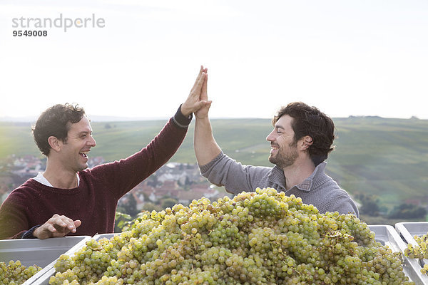 Deutschland  Bayern  Volkach  zwei glückliche Winzer  die an den geernteten Trauben hochfeiern.