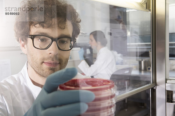 Deutschland  Berlin  Wissenschaftler im Labor  Bakterienkulturen