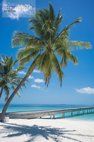 Malediven  Ari Atoll  Blick auf Palmen und Steg am Strand