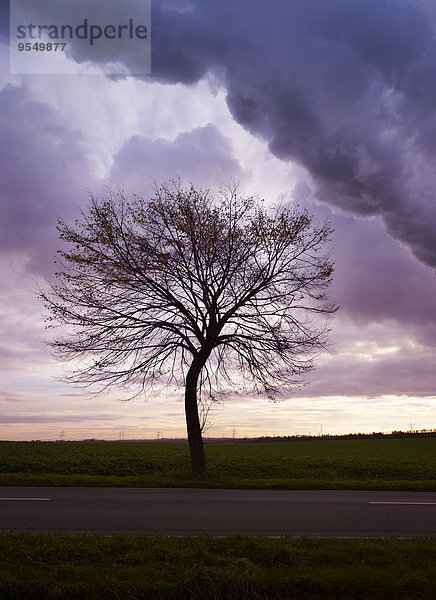 Silhouette eines einzelnen kahlen Baumes vor launischem Himmel