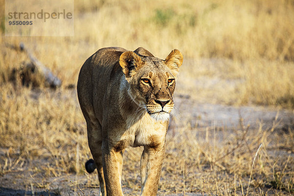 Botswana  Okavango Delta  Löwenjagd