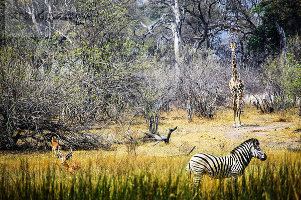 Botswana  Okavango-Delta  Antilopen  Zebras und Giraffen