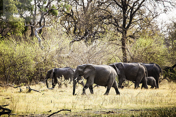 Botswana  Okavango-Delta  Elefanten beim Wandern in der Savanne