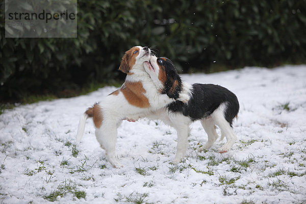 Cavalier King Charles Spaniel Welpe und Kooikerhondje Welpe spielen auf schneebedeckter Wiese