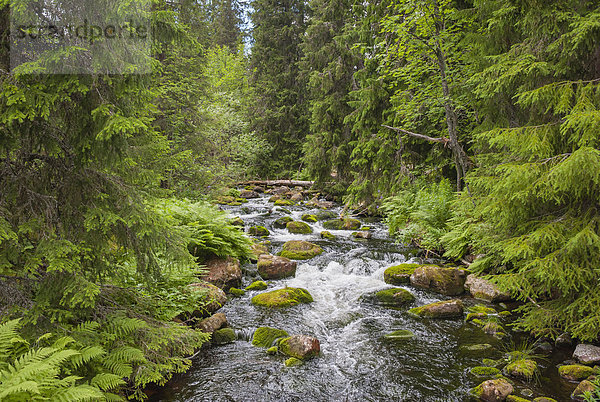 Schweden  Dalarna County  Fulufjaellet Nationalpark  Bach und Wald