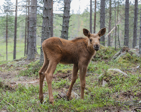Schweden  Dalarna  junger Elch im Wald