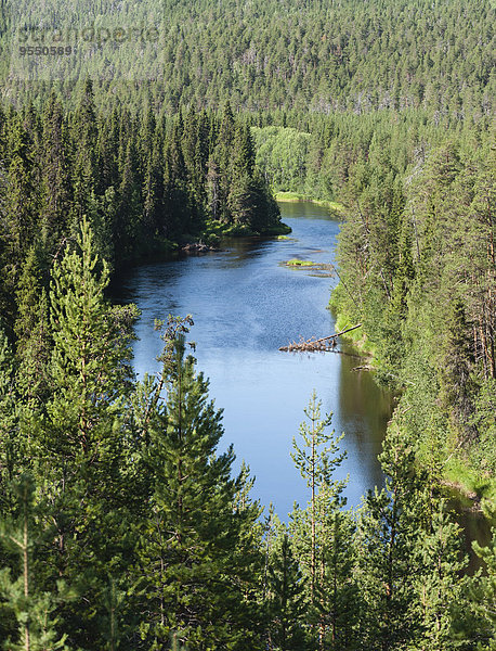 Finnland  Lappland  Kuusamo  Oulanka Nationalpark  Oulankajoki Fluss mit Pinienwald