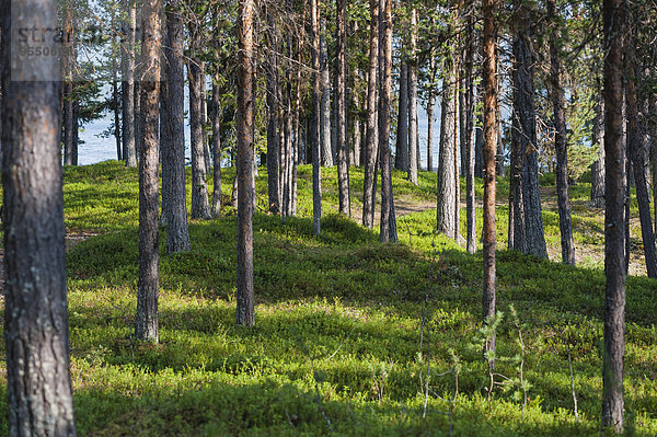 Schweden  Lappland  Norrbotten County  Kvikkjokk  Wald am See Saggat