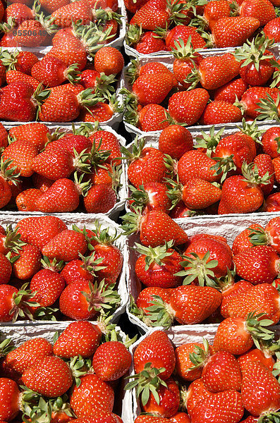 Kistenreihen mit Erdbeeren