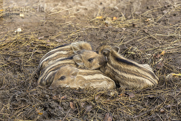 Vier schlafende Schweinchen  Sus scrofa